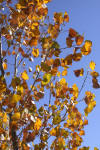 Fall colors Eads Colorado
